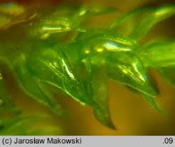 Attēlu rezultāti vaicājumam “Leskea polycarpa”