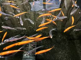 Image result for Leuciscus idus