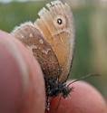 Attēlu rezultāti vaicājumam “Coenonympha tullia underside”