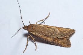 Attēlu rezultāti vaicājumam “Diurnea lipsiella”