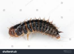 Attēlu rezultāti vaicājumam “Dermestes murinus”