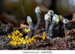 Attēlu rezultāti vaicājumam “Holwaya mucida”