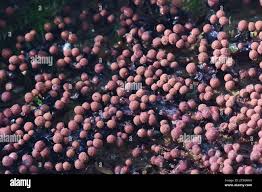 Attēlu rezultāti vaicājumam “Cribraria purpurea”