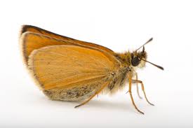 Attēlu rezultāti vaicājumam “Thymelicus lineola”