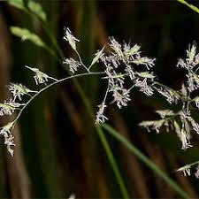 Attēlu rezultāti vaicājumam “Festuca rubra subsp. rubra fruit”