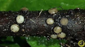 Attēlu rezultāti vaicājumam “Vibrissea decolorans”