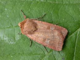 Attēlu rezultāti vaicājumam “Diarsia florida”