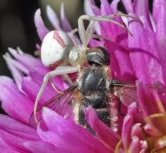 Attēlu rezultāti vaicājumam “Misumena vatia”