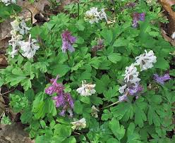 Attēlu rezultāti vaicājumam “Corydalis cava fruit”