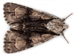 Attēlu rezultāti vaicājumam “Acronicta alni”