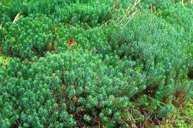Attēlu rezultāti vaicājumam “Polytrichum commune var. perigoniale”
