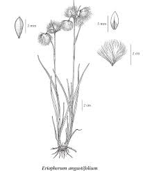 Attēlu rezultāti vaicājumam “Eriophorum angustifolium fruit”