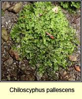 Attēlu rezultāti vaicājumam “Chiloscyphus pallescens”