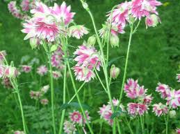 Image result for Aquilegia vulgaris `Nora Barlow`