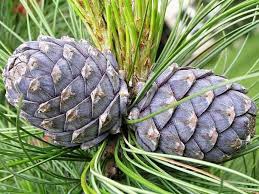 Image result for Pinus cembra