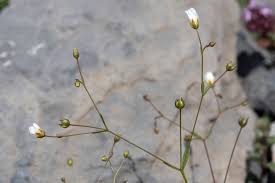 Attēlu rezultāti vaicājumam “Linum catharticum flower”