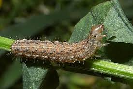 Attēlu rezultāti vaicājumam “Agrotis exclamationis”