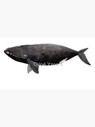 Image result for Eubalaena glacialis