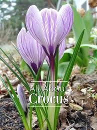 Attēlu rezultāti vaicājumam “Crocus”