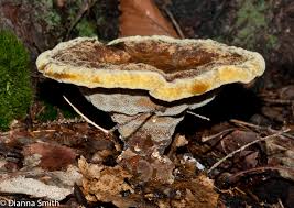 Attēlu rezultāti vaicājumam “Phaeolus schweinitzii”