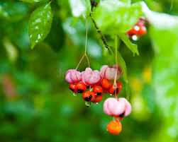 Attēlu rezultāti vaicājumam “Euonymus verrucosus”