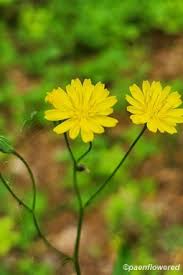 Attēlu rezultāti vaicājumam “Lapsana communis flower”