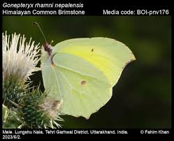 Attēlu rezultāti vaicājumam “Gonepteryx rhamni male”