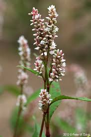 Attēlu rezultāti vaicājumam “Persicaria maculosa leaf”