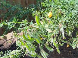 Attēlu rezultāti vaicājumam “Cytisus scoparius flower”