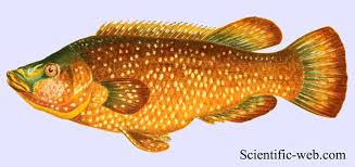 Image result for Labrus bergylta