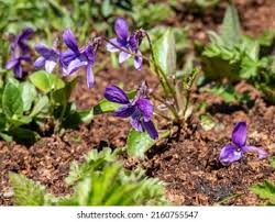 Attēlu rezultāti vaicājumam “Viola uliginosa”