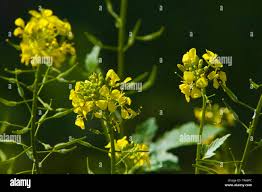 Attēlu rezultāti vaicājumam “Sinapis alba flower”