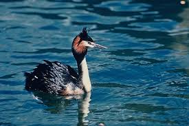 Attēlu rezultāti vaicājumam “Podiceps cristatus”