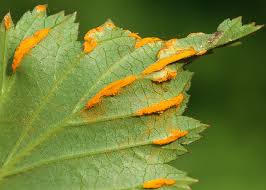 Attēlu rezultāti vaicājumam “Triphragmium ulmariae”