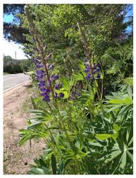 Image result for Lupinus polyphyllus Lindl.