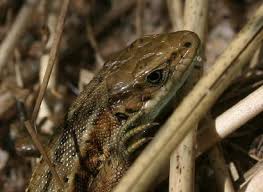 Attēlu rezultāti vaicājumam “Lacerta vivipara female”