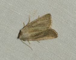 Attēlu rezultāti vaicājumam “Chortodes fluxa”