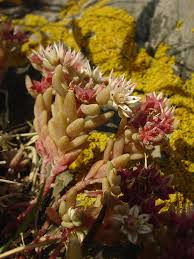 Attēlu rezultāti vaicājumam “Sedum hispanicum leaf”