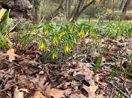 Attēlu rezultāti vaicājumam “Uvularia grandiflora flower”