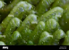 Attēlu rezultāti vaicājumam “Bazzania trilobata”