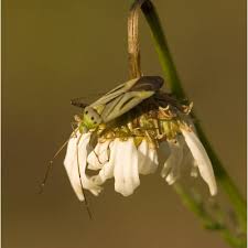 Attēlu rezultāti vaicājumam “Adelphocoris lineolatus imago”
