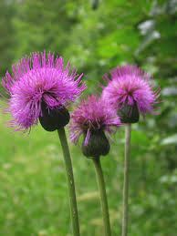 Attēlu rezultāti vaicājumam “Cirsium heterophyllum flower”