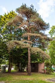 Attēlu rezultāti vaicājumam “Pinus sylvestris”
