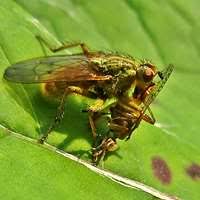 Attēlu rezultāti vaicājumam “Sciara analis”