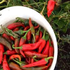 Afbeeldingsresultaat voor numex chimayo hot pepper