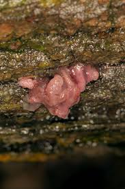 Attēlu rezultāti vaicājumam “Physarum, Nannengaella sp.”