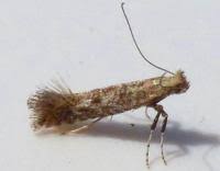 Attēlu rezultāti vaicājumam “Parornix anglicella”