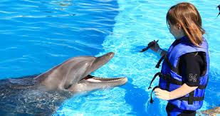 Image result for Dolphins Sheltered & Disabled Swim Club