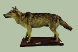 Attēlu rezultāti vaicājumam “Canis lupus”