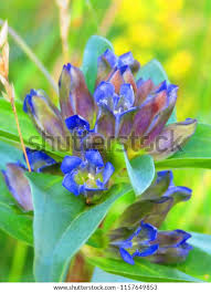 Attēlu rezultāti vaicājumam “Gentiana cruciata bud”